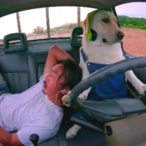 Dog Driver - Loyal Companion